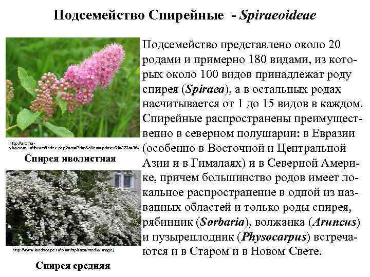 Подсемейство Спирейные - Spiraeoideae http: //aromavita. com. ua/forum/index. php? act=Print&client=printer&f=32&t=364 Спирея иволистная http: //www.