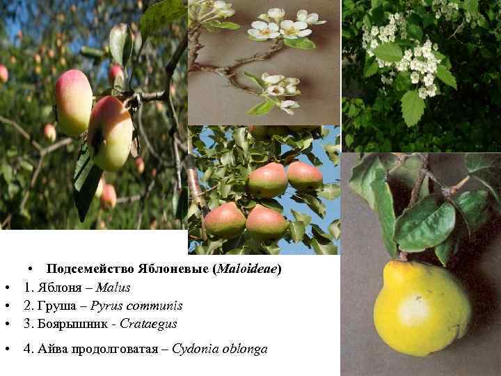  • Подсемейство Яблоневые (Maloideae) • 1. Яблоня – Malus • 2. Груша –