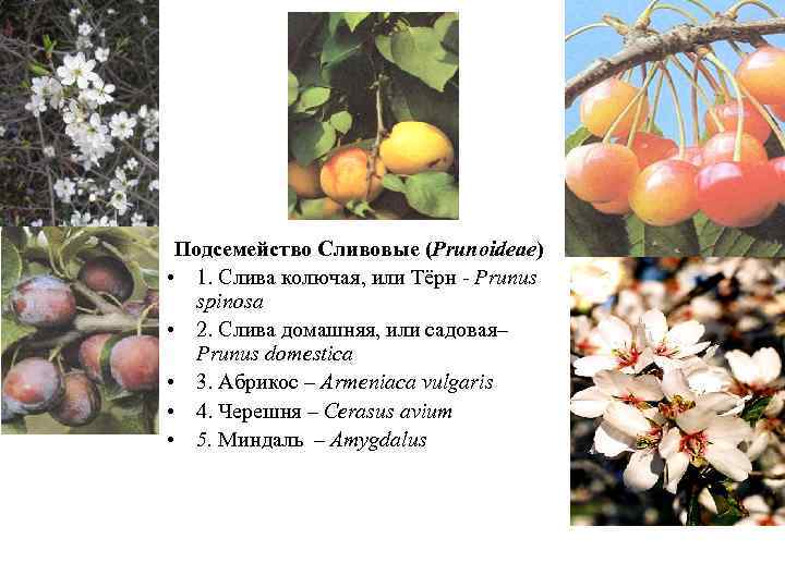 Подсемейство Сливовые (Prunoideae) • 1. Слива колючая, или Тёрн - Prunus spinosa • 2.