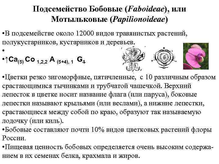 Подсемейство Бобовые (Faboideae), или Мотыльковые (Papilionoideae) • В подсемействе около 12000 видов травянистых растений,