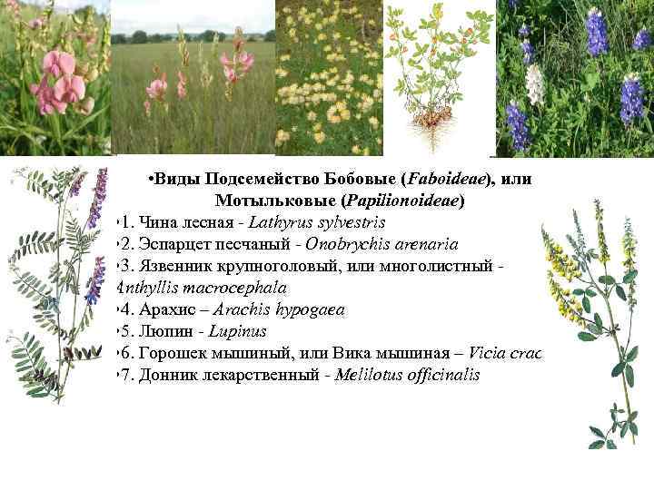  • Виды Подсемейство Бобовые (Faboideae), или Мотыльковые (Papilionoideae) • 1. Чина лесная -