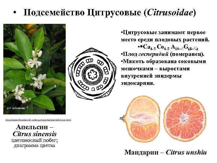  • Подсемейство Цитрусовые (Citrusoidae) • Цитрусовые занимают первое место среди плодовых растений. •