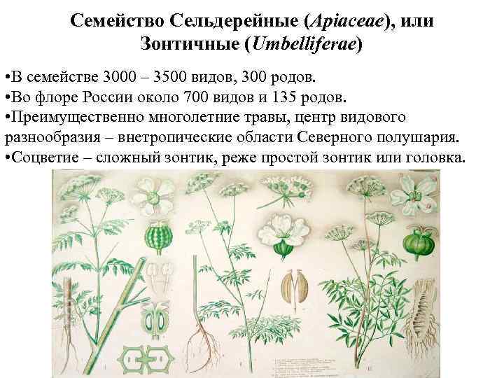 Семейство Сельдерейные (Apiaceae), или Зонтичные (Umbelliferae) • В семействе 3000 – 3500 видов, 300