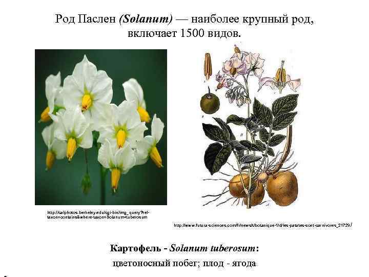 Род Паслен (Solanum) — наиболее крупный род, включает 1500 видов. http: //calphotos. berkeley. edu/cgi-bin/img_query?