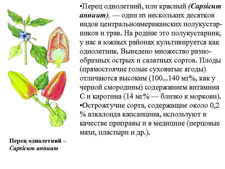  • Перец однолетний, или красный (Capsicum annuum), — один из нескольких десятков видов