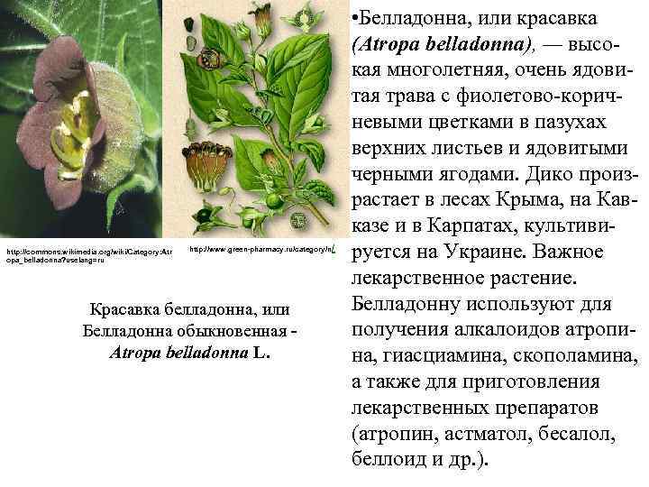 http: //commons. wikimedia. org/wiki/Category: Atr opa_belladonna? uselang=ru http: //www. green-pharmacy. ru/category/п / Красавка белладонна,