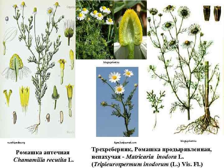 blogs. privet. ru ru. wikipedia. org Ромашка аптечная Chamamilla recutita L. figra. livejournal. com