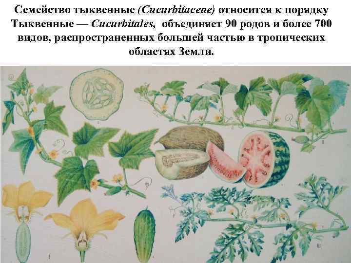 Семейство тыквенные (Cucurbitaceae) относится к порядку Тыквенные — Cucurbitales, объединяет 90 родов и более