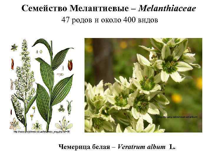 Семейство Мелантиевые – Melanthiaceae 47 родов и около 400 видов http: //botany. cz/cs/veratrum-album/ http: