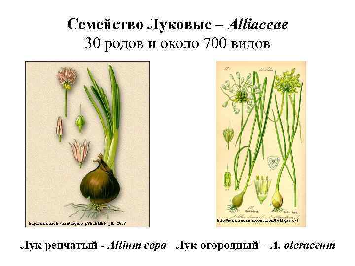 Диаграмма семейства луковые