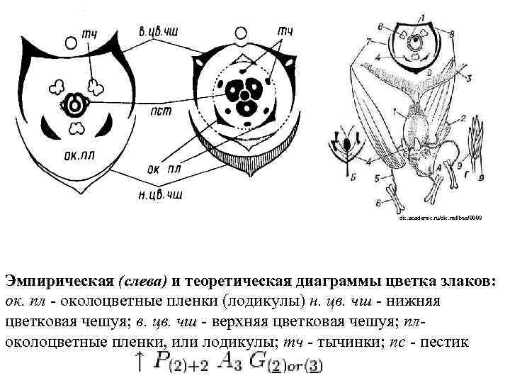 dic. academic. ru/dic. nsf/bse/8889 Эмпирическая (слева) и теоретическая диаграммы цветка злаков: ок. пл -