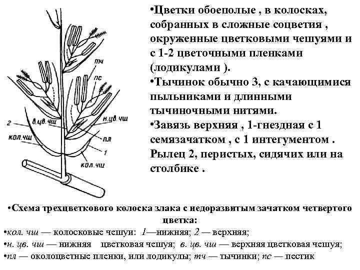  • Цветки обоеполые , в колосках, собранных в сложные соцветия , окруженные цветковыми