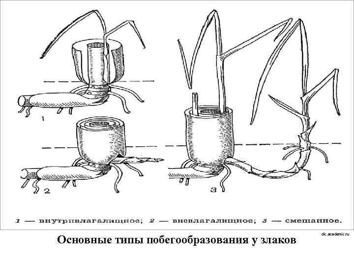 Основные типы побегообразования у злаков dic. academic. ru 