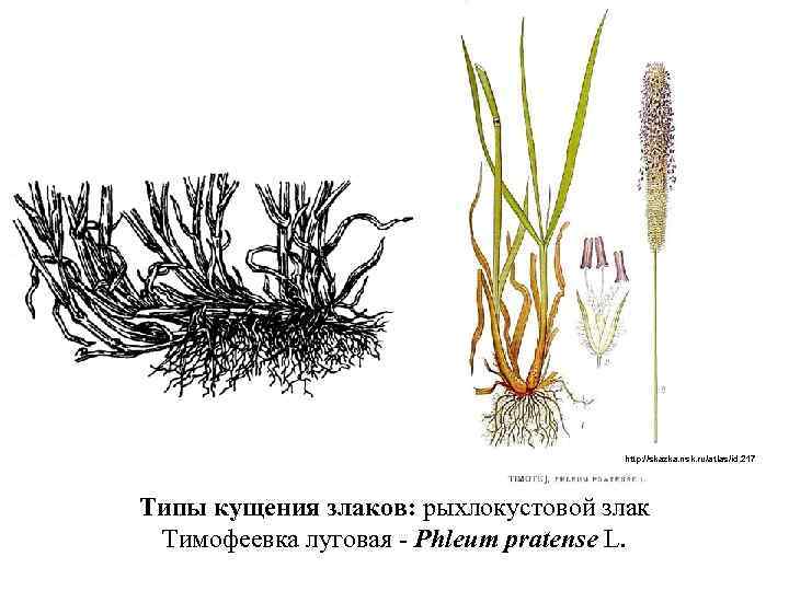 http: //skazka. nsk. ru/atlas/id. 217 Типы кущения злаков: рыхлокустовой злак Тимофеевка луговая - Phleum