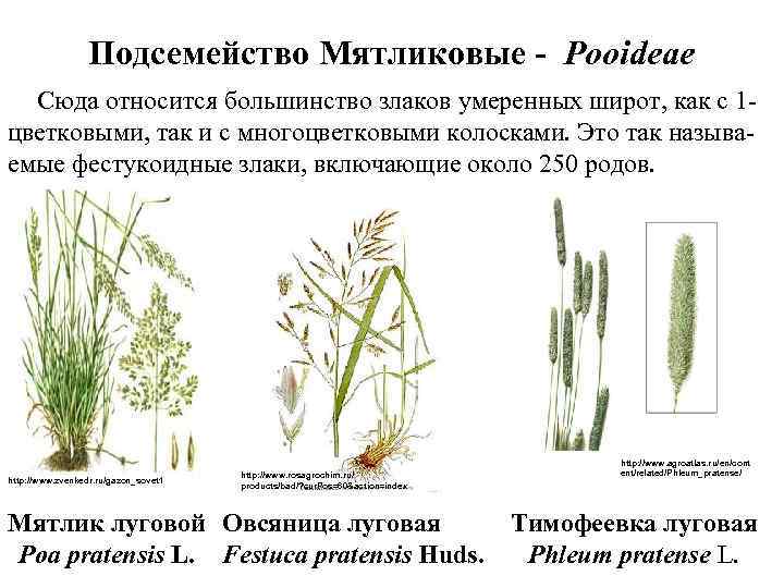 Подсемейство Мятликовые - Pooideae Сюда относится большинство злаков умеренных широт, как с 1 цветковыми,