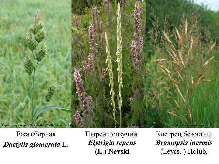 http: //oldboy. icnet. ru/SITE_2103/MY_SITE/My_rast/11_E_2. htm Ежа сборная Dactylis glomerata L. http: //molbiol. ru/pictures/183266. html