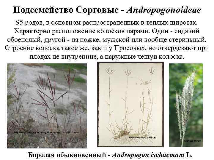 Подсемейство Сорговые - Andropogonoideae 95 родов, в основном распространенных в теплых широтах. Характерно расположение