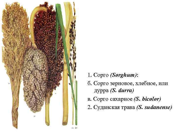 1. Сорго (Sorghum): б. Сорго зерновое, хлебное, или дурра (S. durra) в. Сорго сахарное