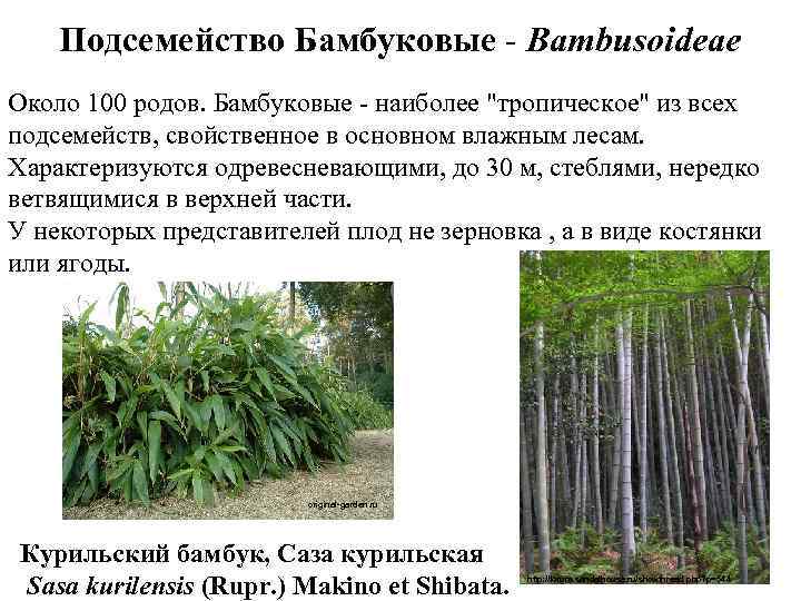 Подсемейство Бамбуковые - Bambusoideae Около 100 родов. Бамбуковые - наиболее 