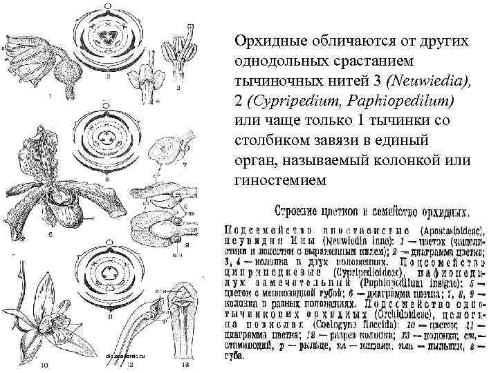 Орхидные обличаются от других однодольных срастанием тычиночных нитей 3 (Neuwiedia), 2 (Cypripedium, Paphiopedilum) или