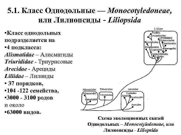 5. 1. Класс Однодольные — Monocotyledoneae, или Лилиопсиды - Liliopsida • Класс однодольных подразделяется