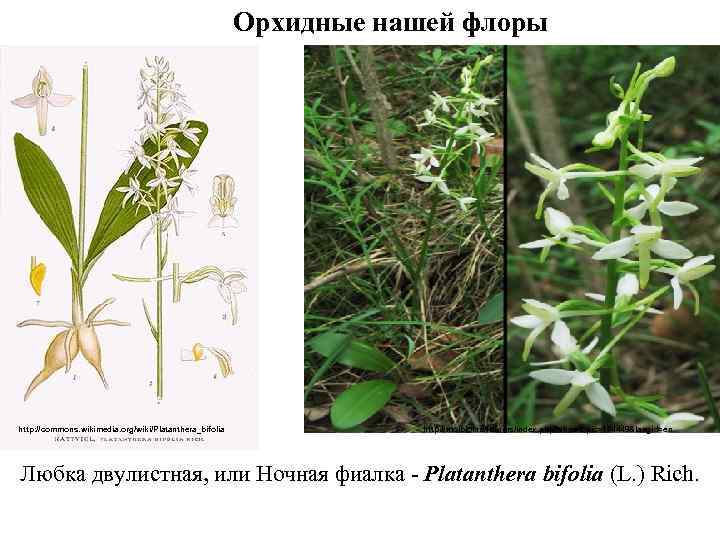 Орхидные нашей флоры http: //commons. wikimedia. org/wiki/Platanthera_bifolia http: //molbiol. ru/forums/index. php? showtopic=174448&langid=en Любка двулистная,