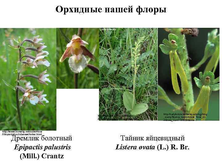 Орхидные нашей флоры http: //svitiaz 1. narod. ru/Slides. Zakaznik/pages/Listera_ovata. htm http: //www. korseby. net/outer/flora