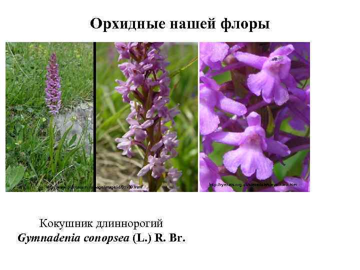 Орхидные нашей флоры http: //www. plantarium. ru/page/image/id/31930. html Кокушник длиннорогий Gymnadenia conopsea (L. )