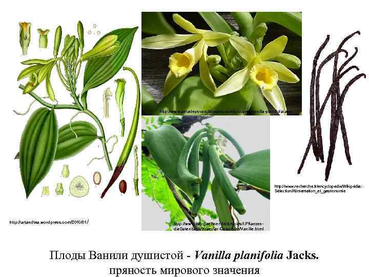 http: //www. amadeusvanillabeans. com/pictures/vanilla-planifolia. asp http: //www. recherche. fr/encyclopedie/Wikipédia: Sélection/Alimentation_et_gastronomie http: //artandtea. wordpress. com/2010/01