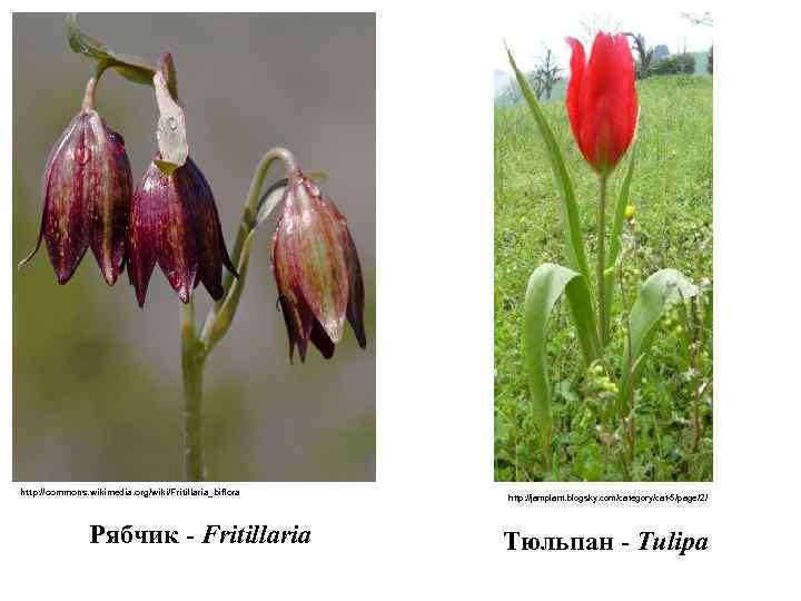 http: //commons. wikimedia. org/wiki/Fritillaria_biflora Рябчик - Fritillaria http: //jamplant. blogsky. com/category/cat-5/page/2/ Тюльпан - Tulipa