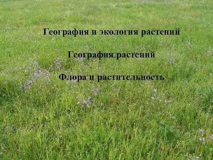 География и экология растений География растений Флора и растительность 