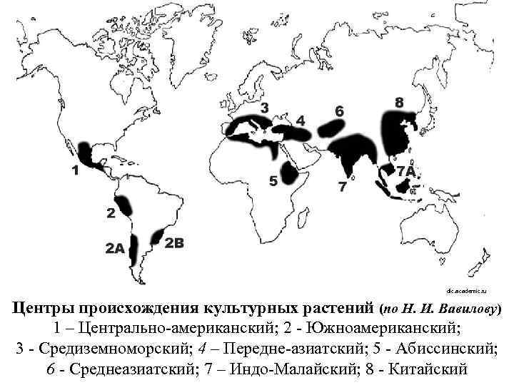 dic. academic. ru Центры происхождения культурных растений (по Н. И. Вавилову) 1 – Центрально-американский;