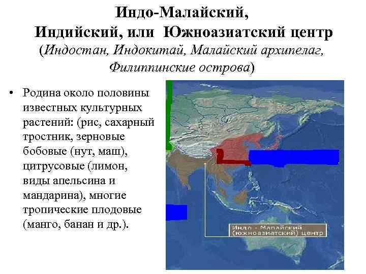 Индо-Малайский, Индийский, или Южноазиатский центр (Индостан, Индокитай, Малайский архипелаг, Филиппинские острова) • Родина около