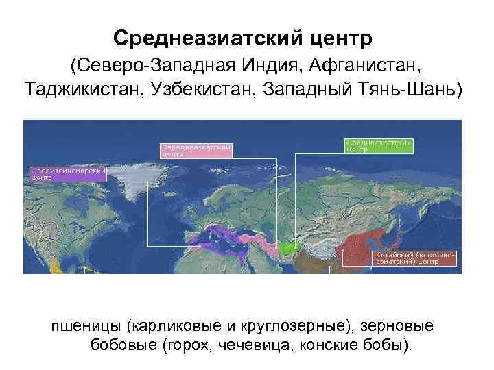 Среднеазиатский центр (Северо-Западная Индия, Афганистан, Таджикистан, Узбекистан, Западный Тянь-Шань) пшеницы (карликовые и круглозерные), зерновые