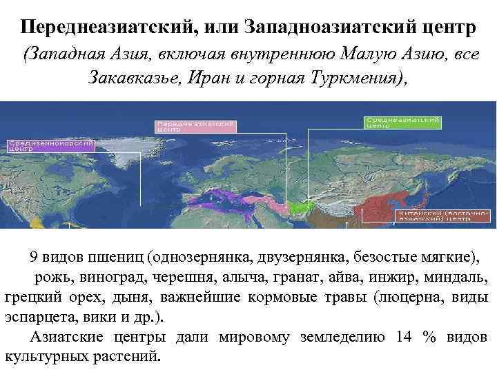 Переднеазиатский, или Западноазиатский центр (Западная Азия, включая внутреннюю Малую Азию, все Закавказье, Иран и