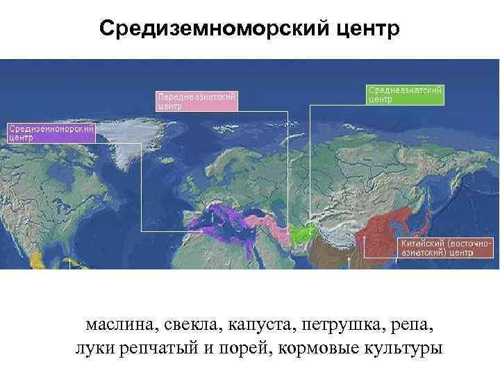 Средиземноморский центр маслина, свекла, капуста, петрушка, репа, луки репчатый и порей, кормовые культуры 