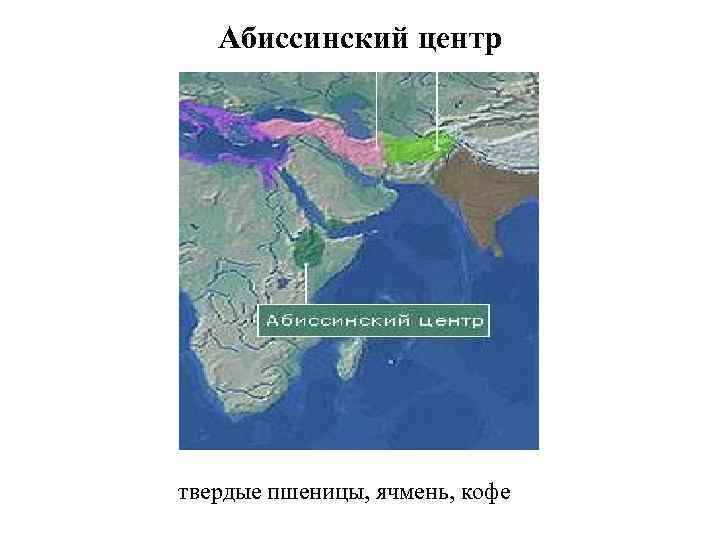Абиссинский центр твердые пшеницы, ячмень, кофе 