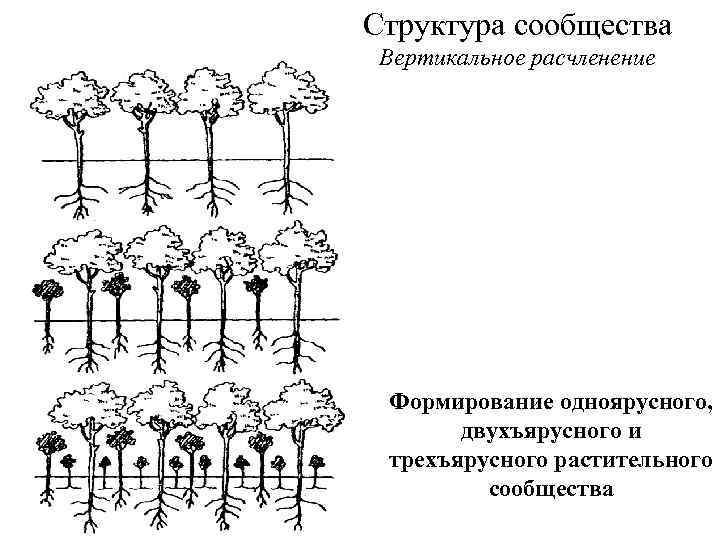 Структура сообщества Вертикальное расчленение Формирование одноярусного, двухъярусного и трехъярусного растительного сообщества 