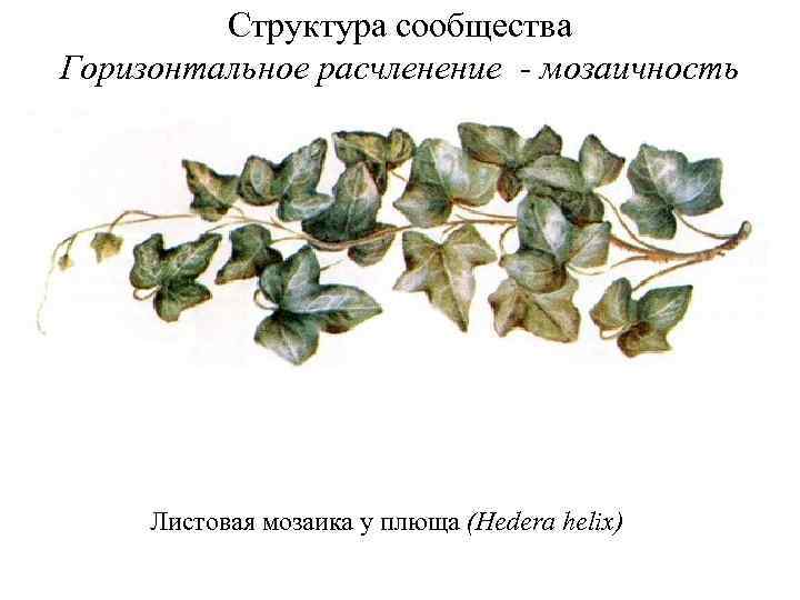 Структура сообщества Горизонтальное расчленение - мозаичность Листовая мозаика у плюща (Hedera helix) 