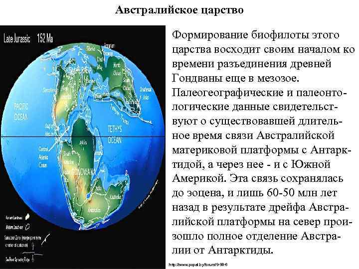 Австралийское царство Формирование биофилоты этого царства восходит своим началом ко времени разъединения древней Гондваны