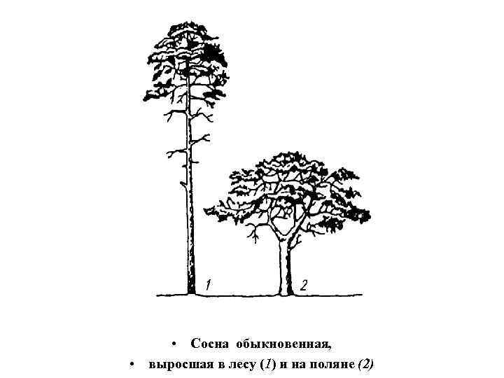  • Сосна обыкновенная, • выросшая в лесу (1) и на поляне (2) 