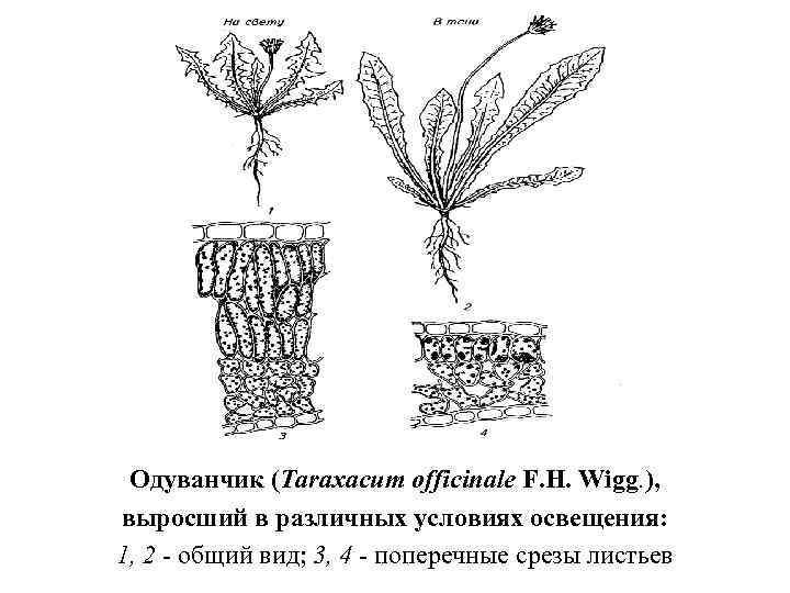 Одуванчик (Taraxacum officinale F. H. Wigg. ), выросший в различных условиях освещения: 1, 2