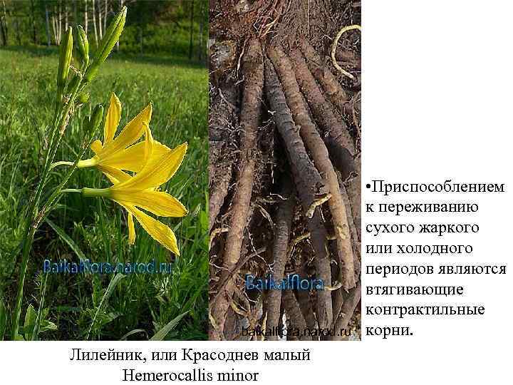 baikalflora. narod. ru Лилейник, или Красоднев малый Hemerocallis minor • Приспособлением к переживанию сухого