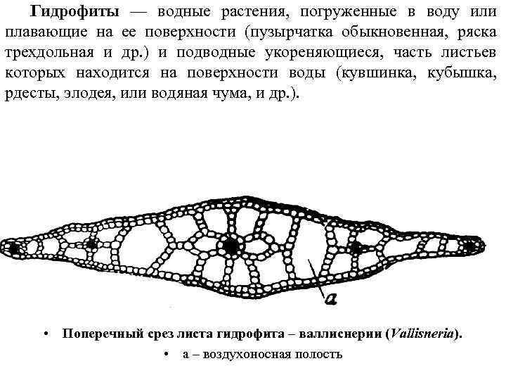 Гидрофиты — водные растения, погруженные в воду или плавающие на ее поверхности (пузырчатка обыкновенная,