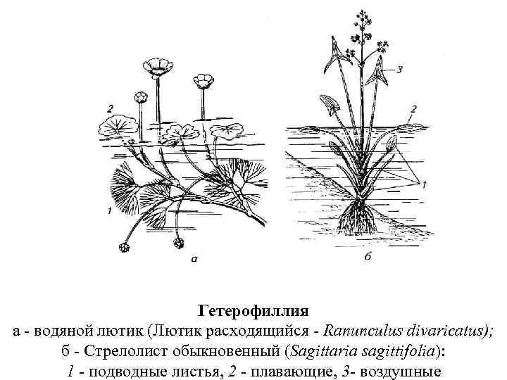 Гетерофиллия а - водяной лютик (Лютик расходящийся - Ranunculus divaricatus); б - Cтрелолист обыкновенный