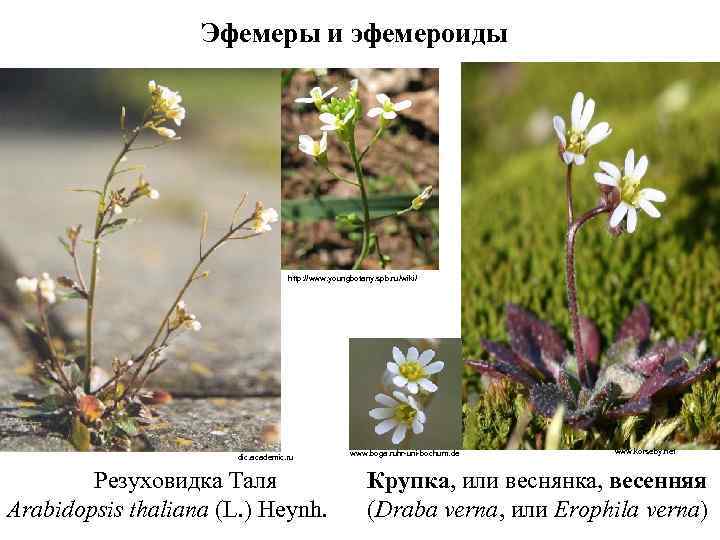 Эфемеры и эфемероиды http: //www. youngbotany. spb. ru/wiki/ dic. academic. ru Резуховидка Таля Arabidopsis