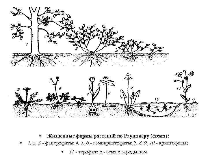  • • Жизненные формы растений по Раункиеру (схема): 1, 2, 3 - фанерофиты;