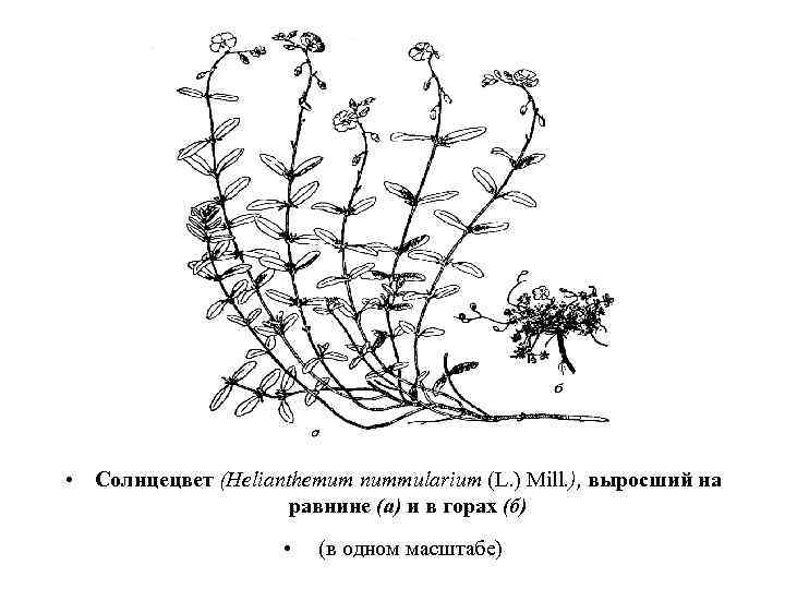  • Солнцецвет (Helianthemum nummularium (L. ) Mill. ), выросший на равнине (а) и