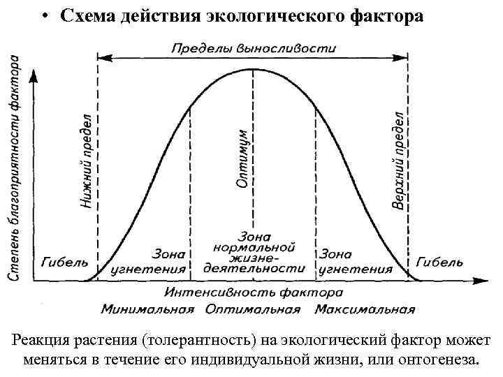  • Схема действия экологического фактора Реакция растения (толерантность) на экологический фактор может меняться