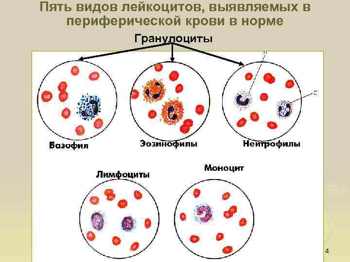 Пять видов лейкоцитов, выявляемых в периферической крови в норме Гранулоциты 4 